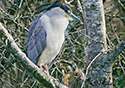 Nycticorax nycticorax